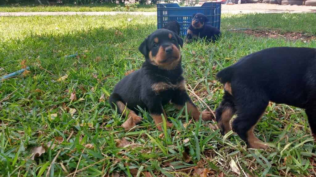 Cachorros Rottweiler