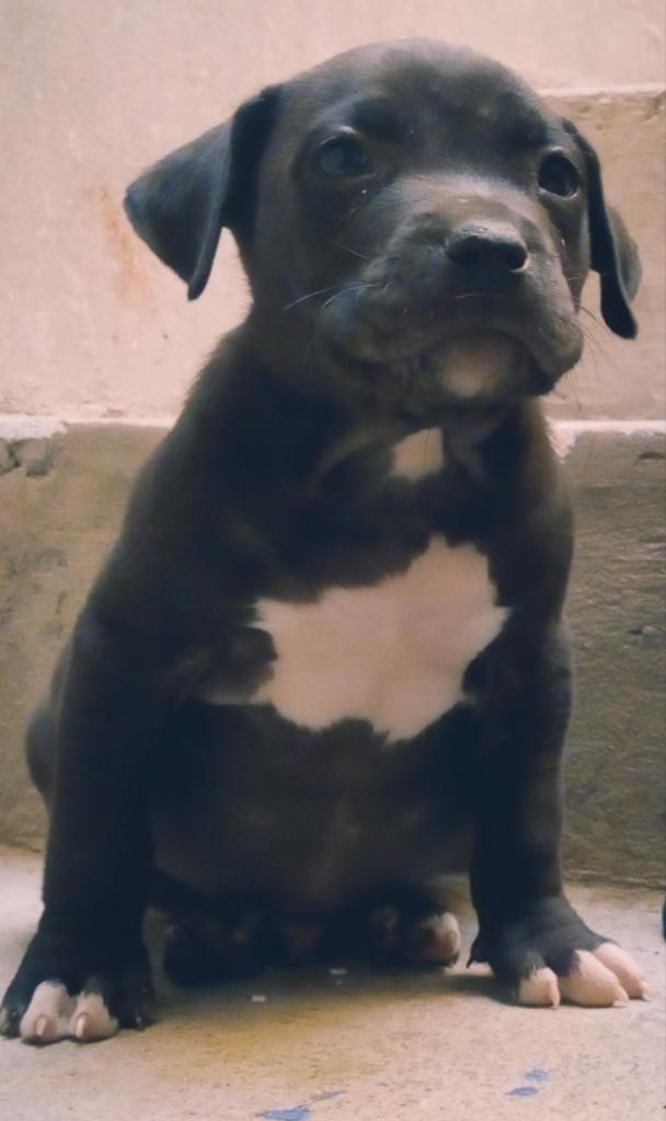 Cachorros blacknose padre bully madre pit