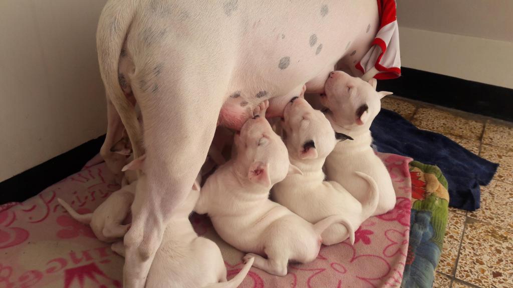 Cachorros bull terrier