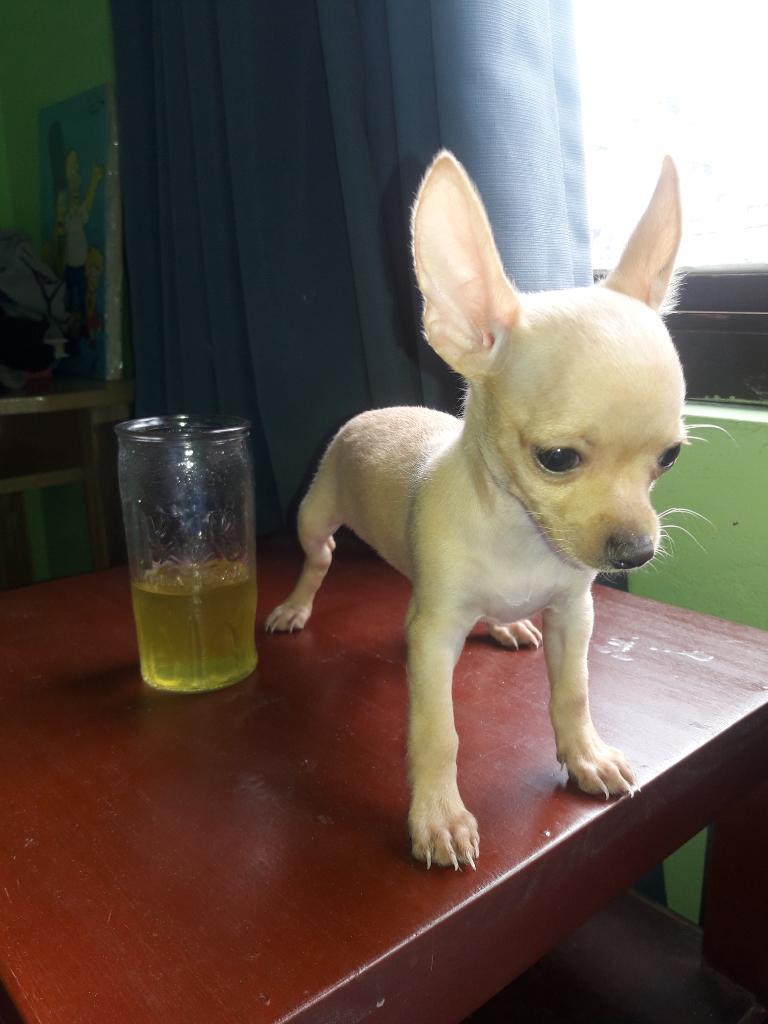 Chihuahua