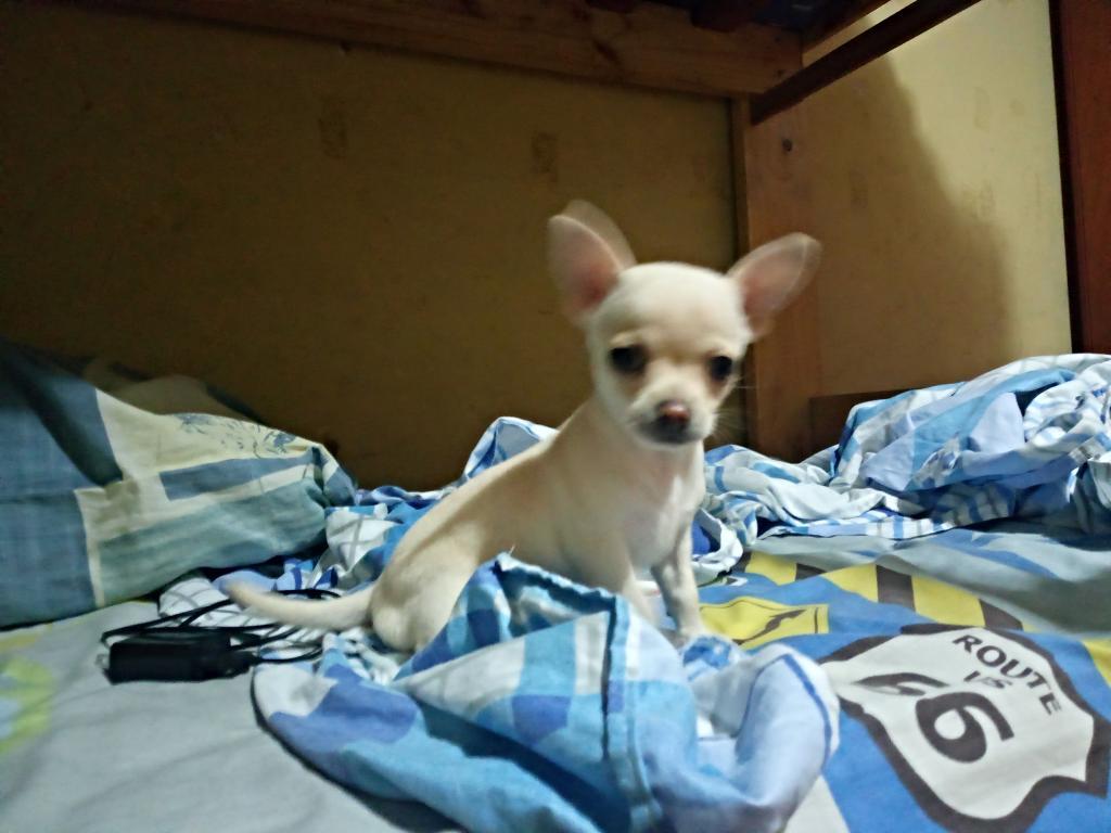 Chihuahua Macho