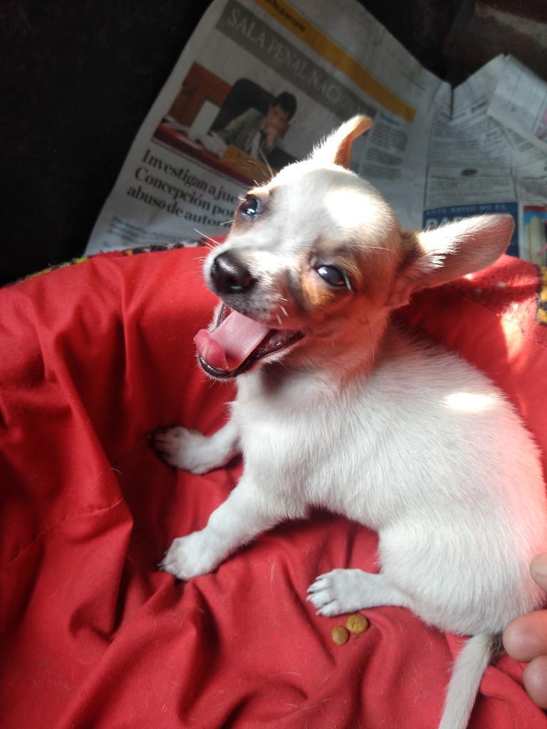 Chihuahua Oferta Machitos
