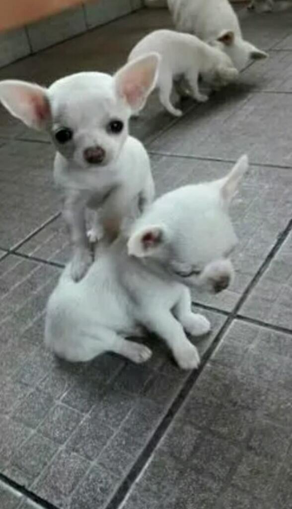 Chihuahuas Autenticos en Color Blanco