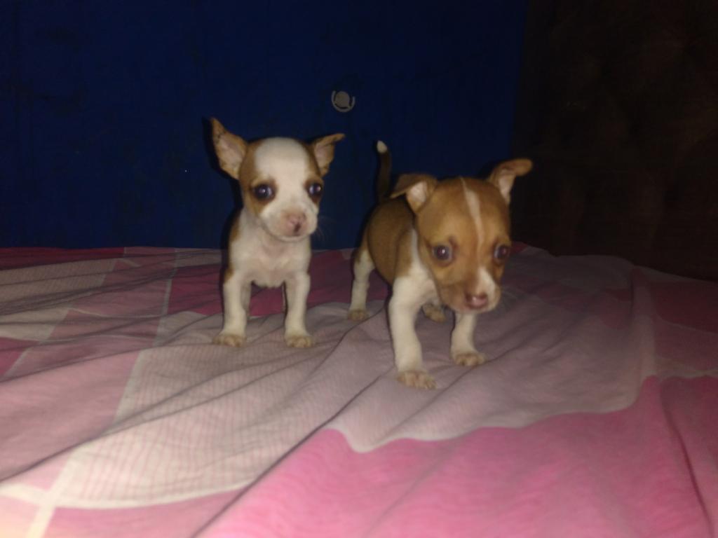 Chihuahuas Lindos