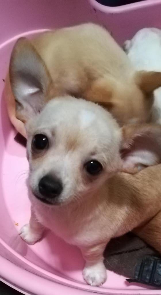Chihuahuas bebes