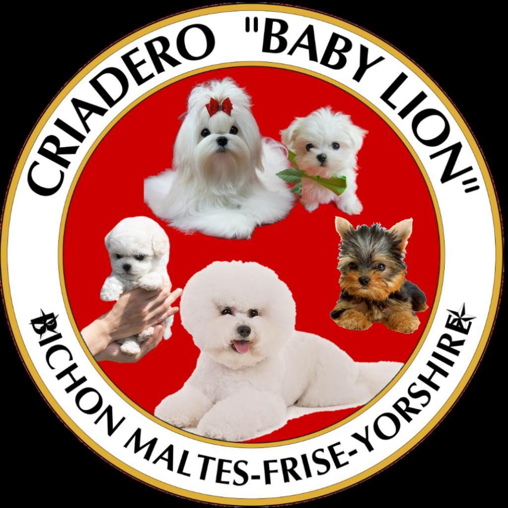 Criadero Bichon Maltes Yorshire Terrier