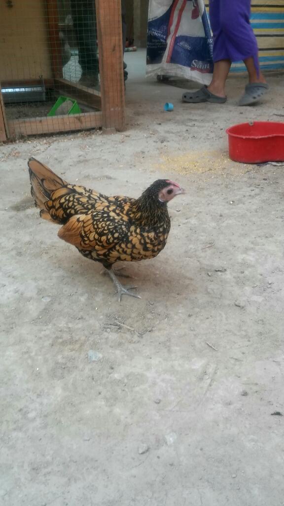 Gallina Sebright Consultas Al 