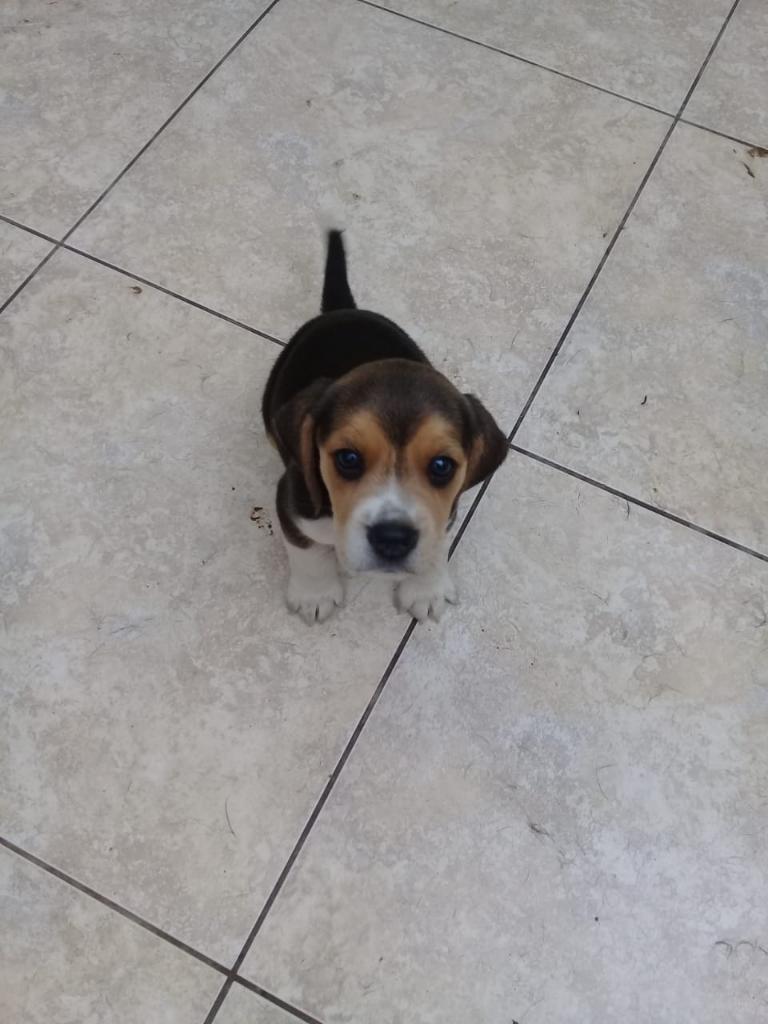 Hermosos Cachorros Beagle