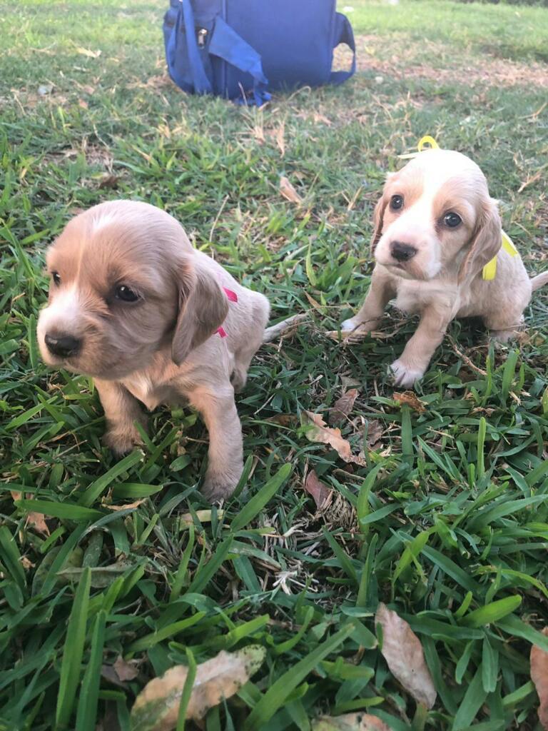 Hermosos Cachorros Cocker