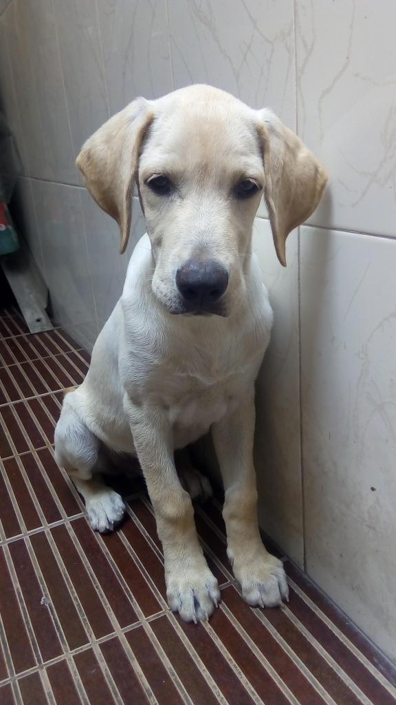 Labrador Cachorro de 2 meses