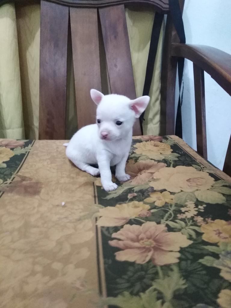 Lindo Cachorro Chihuahua Mini Toy