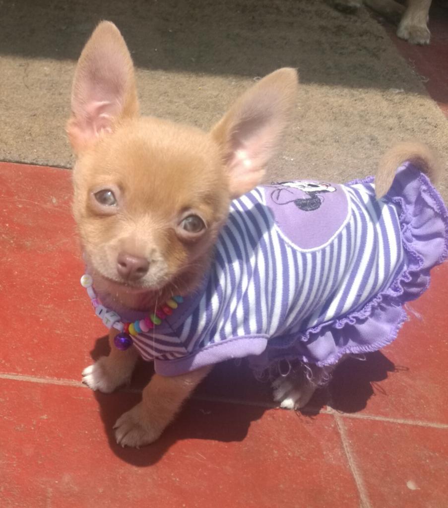 Mini Chihuahua Hermosa