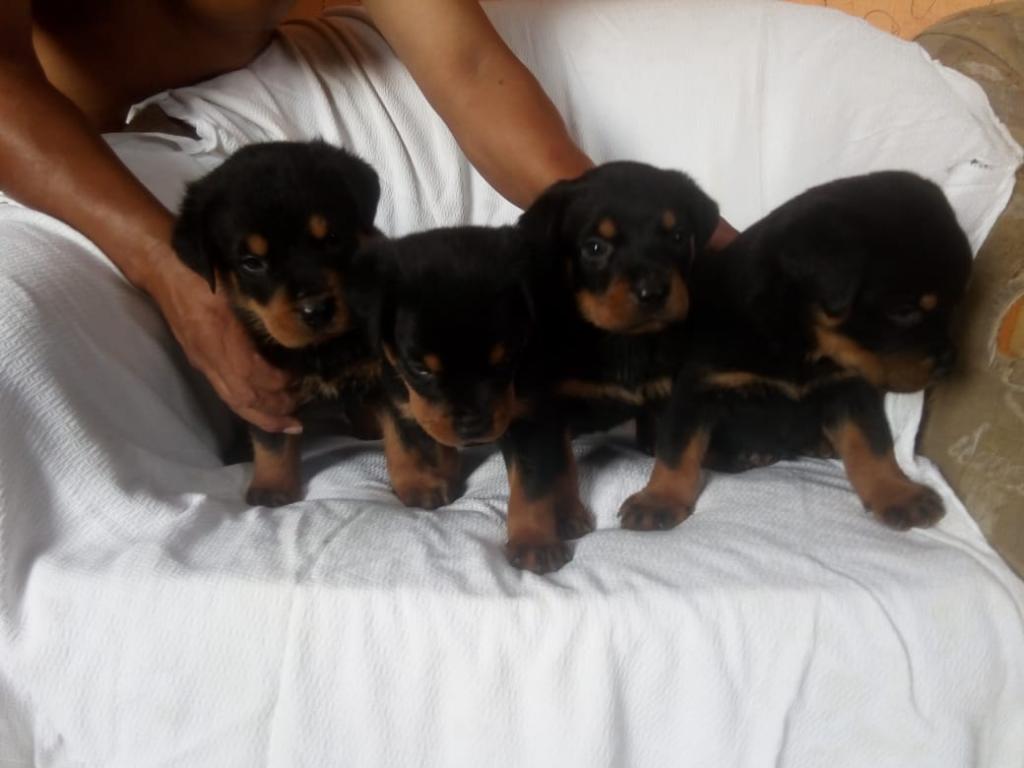 Originales Rottweiler Alemán