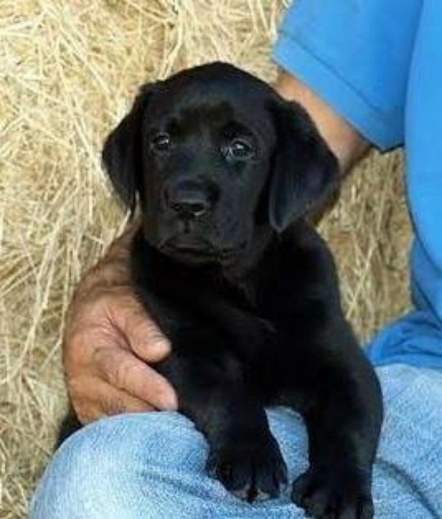 Perrito Labrador en Adopcion