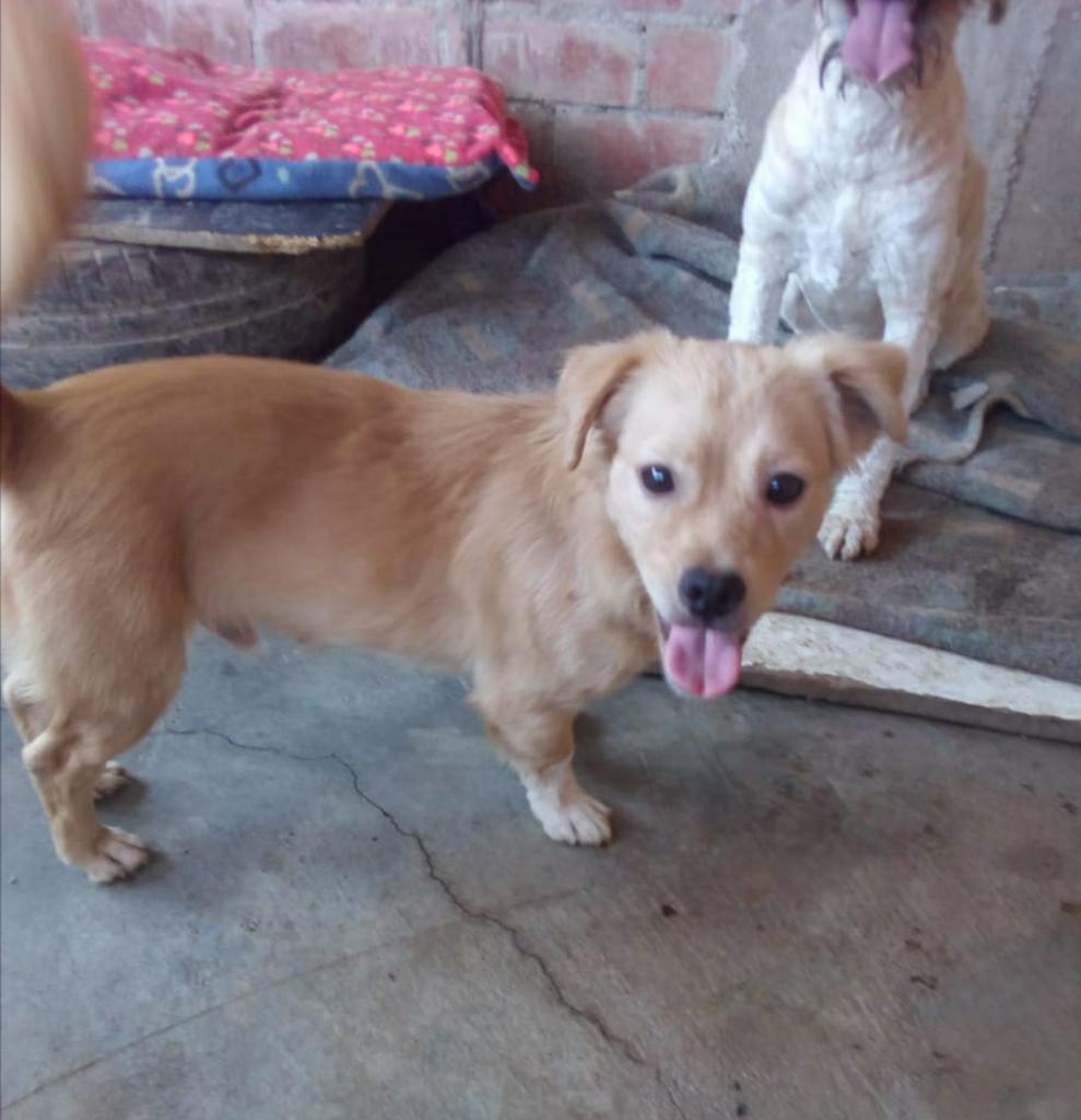 Perrito Raza Pequeña en Adopción