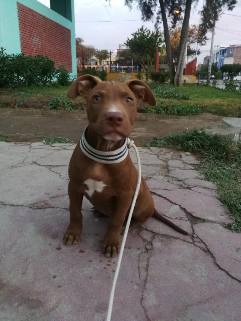 Pitbull Renose Machos