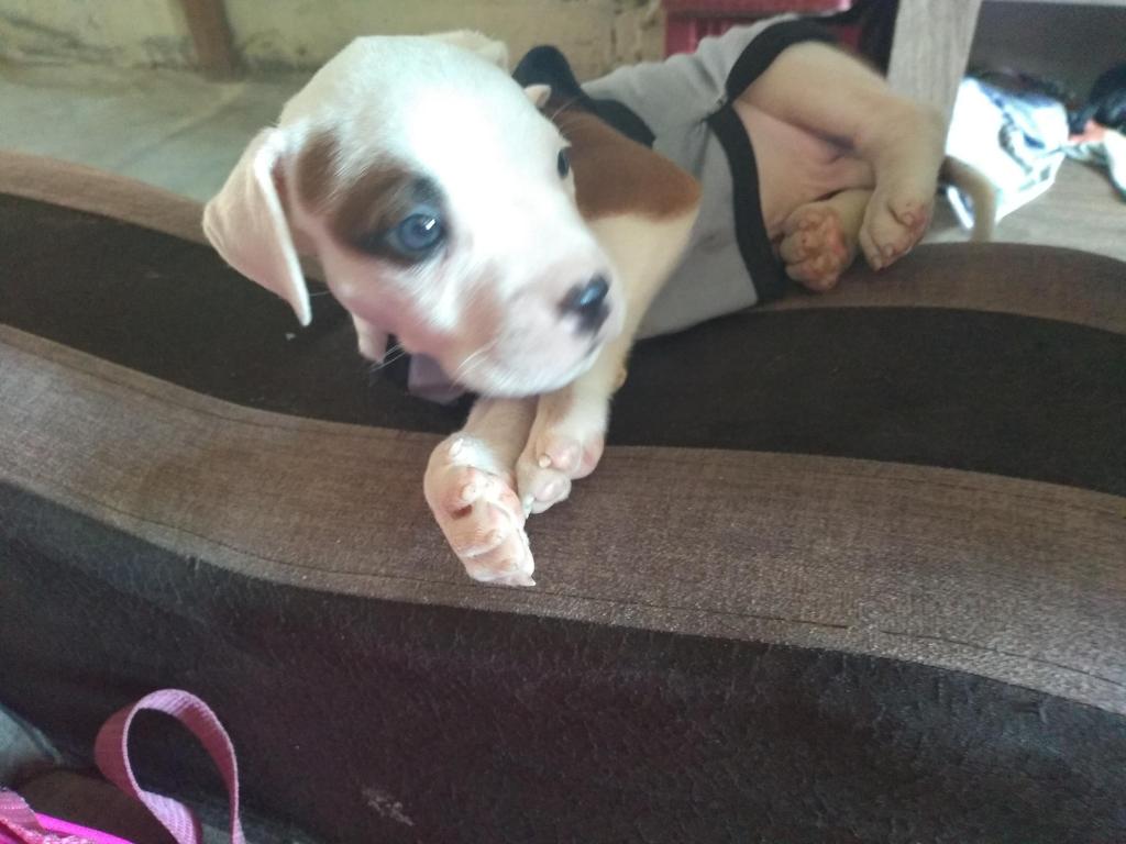 Pitbull macho