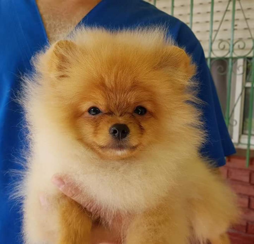 Pomerania Toy