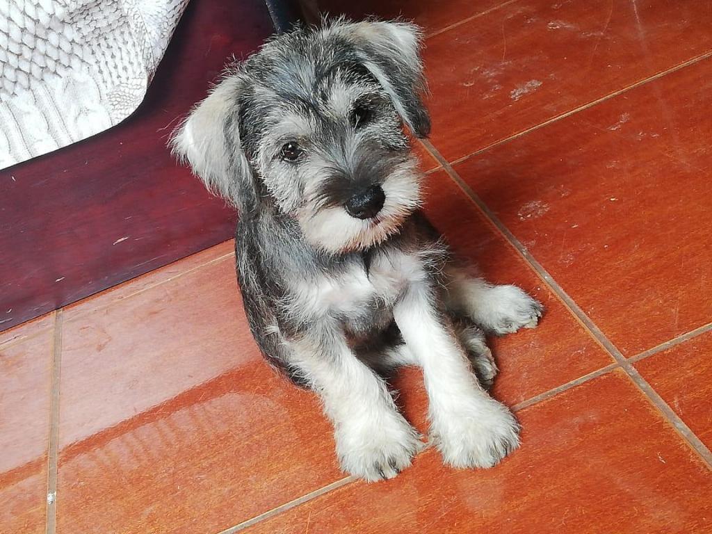 Schnauzer Macho Sal y Pimienta