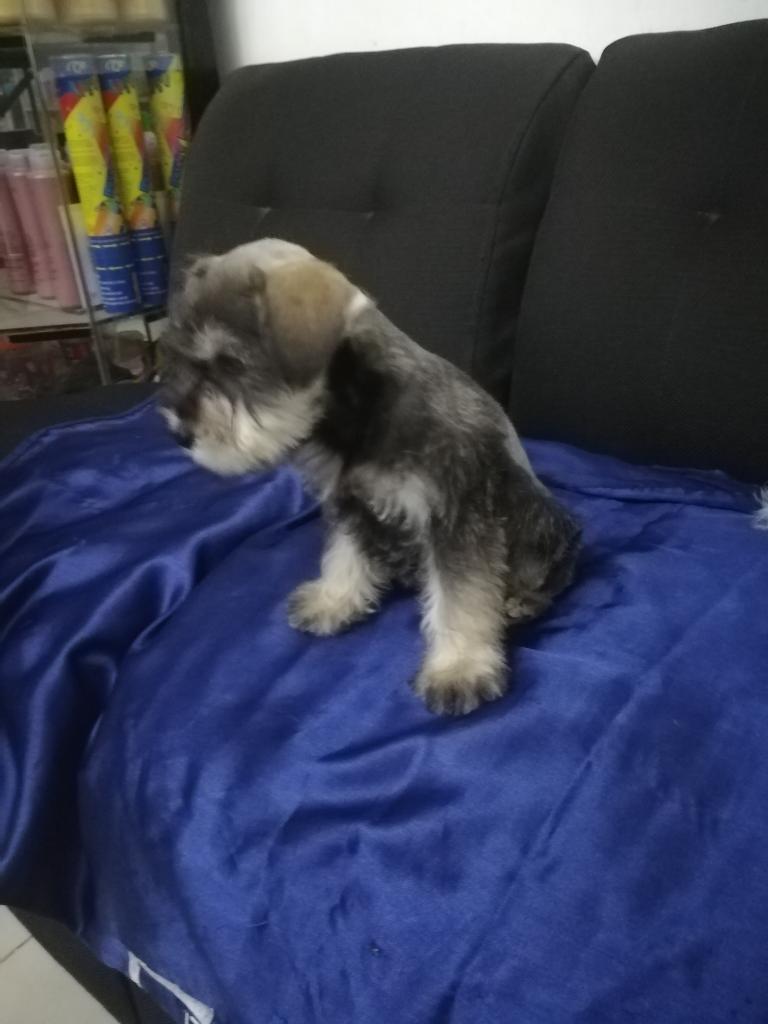 Schnauzer Salpimienta Miniatura en Venta