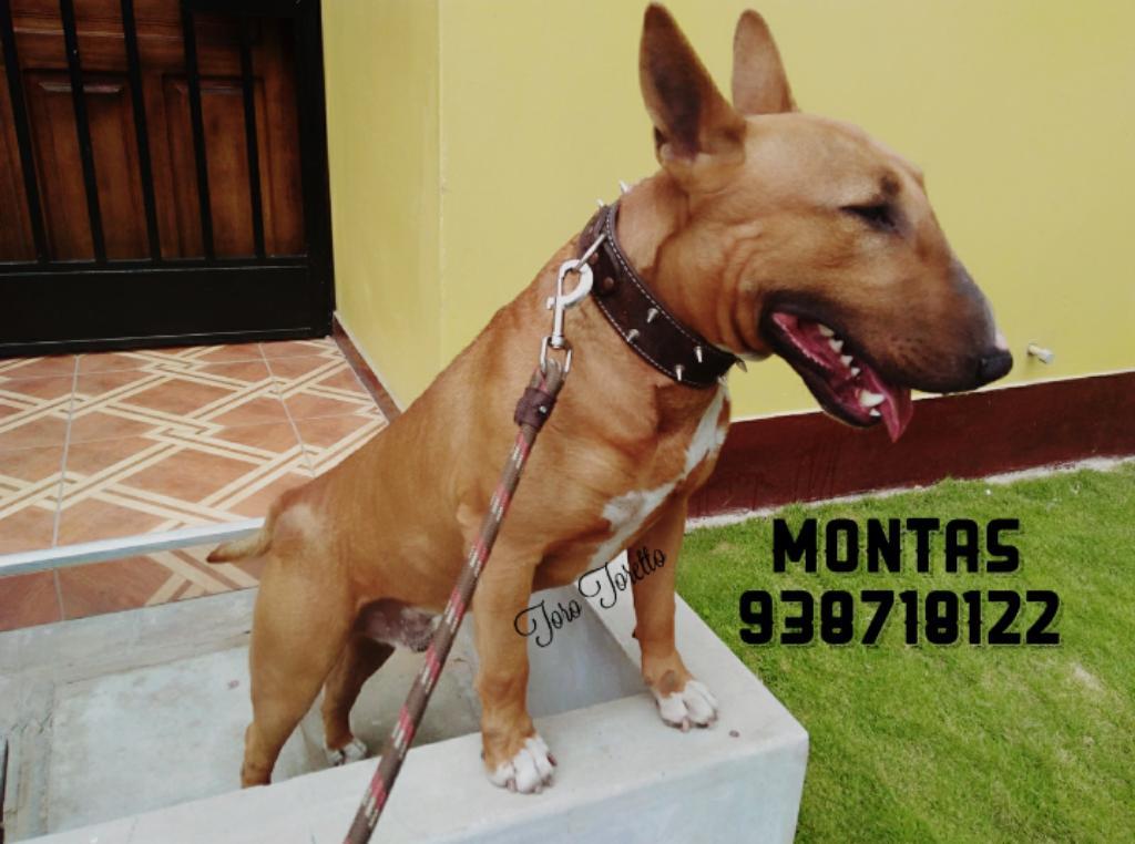 Servicio Monta Red Smut Bull Terrier