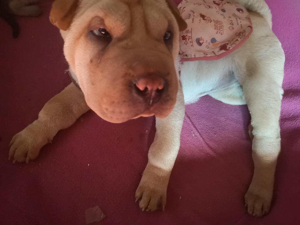 Sharpei