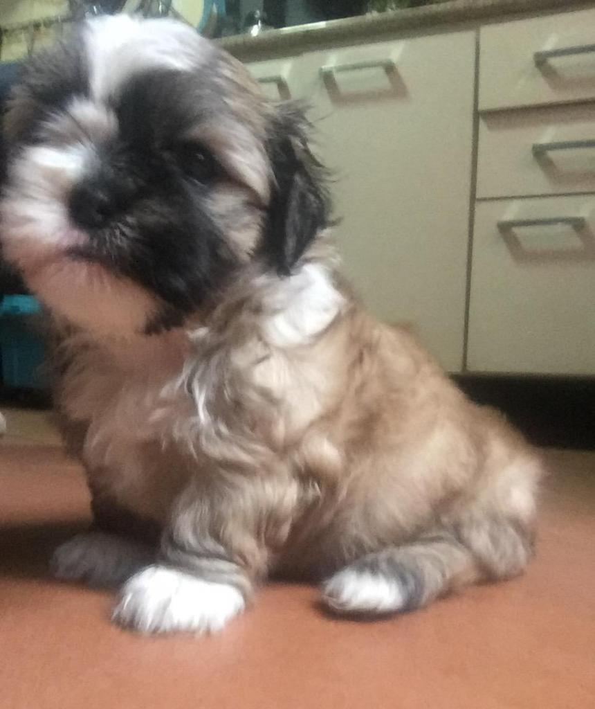 Shih Tzu