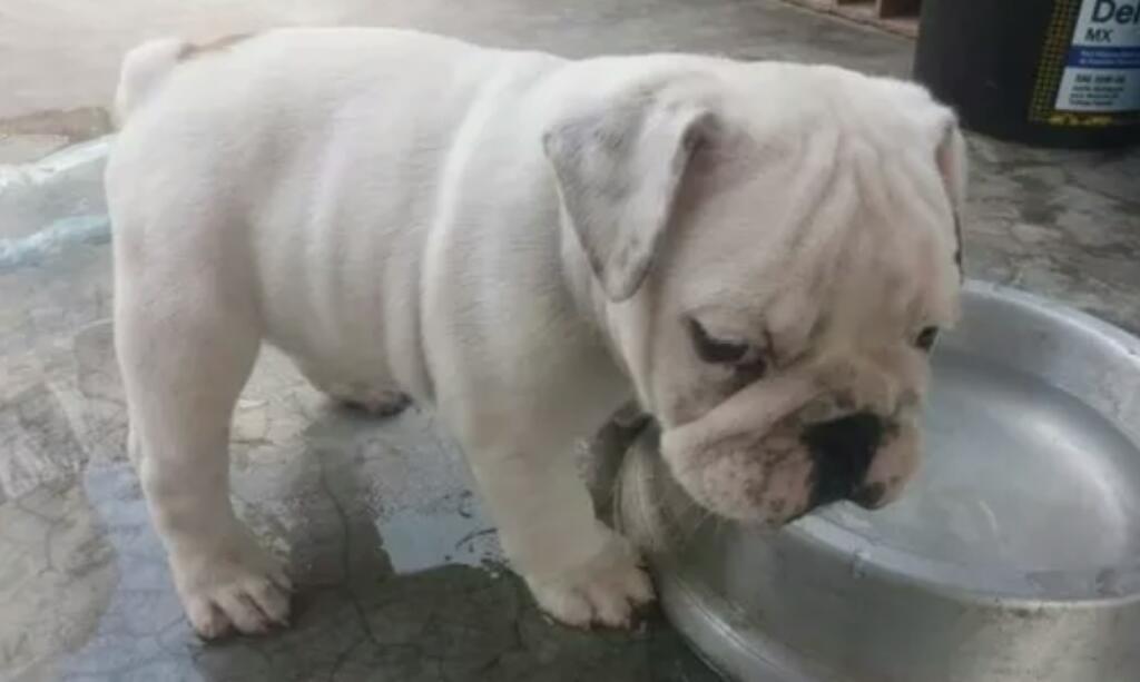 Ultima Bulldog Blanca Vendo por Viaje