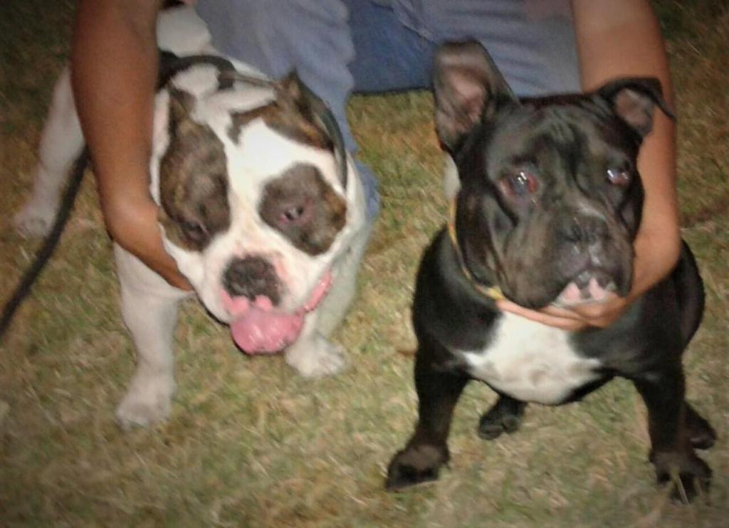 VENTAS CACHORROS AMERICAN BULLY