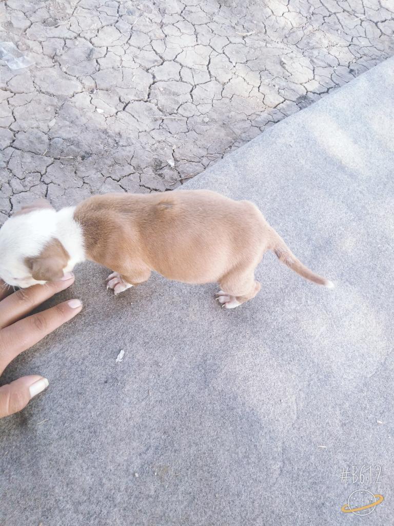 Vendo 2 Cachorros Pittbul de Un Mes