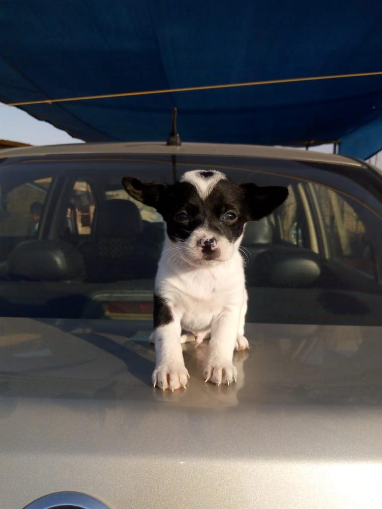 Vendo Chihuahua