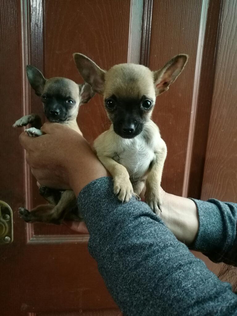 Vendo Lindos Cachorritos Chihuahuas Toy