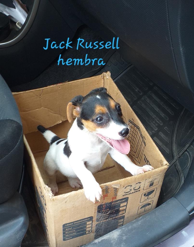 Vendo Mi Cachorrita Jack Russell