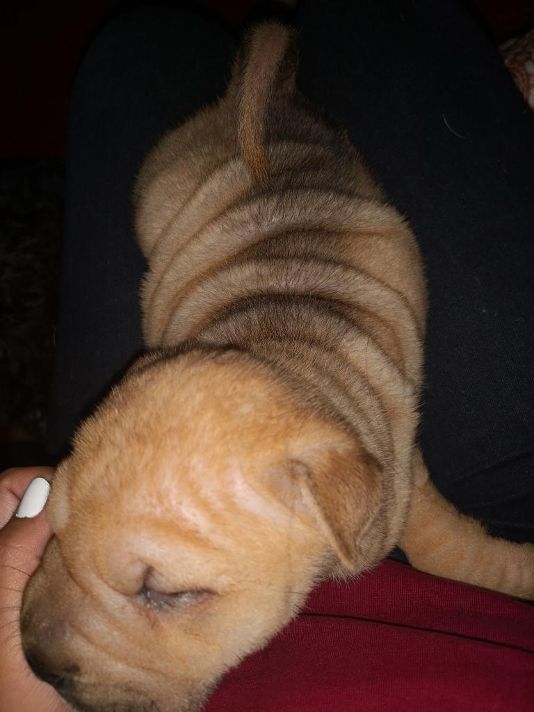 Vendo Perritos Sharpei