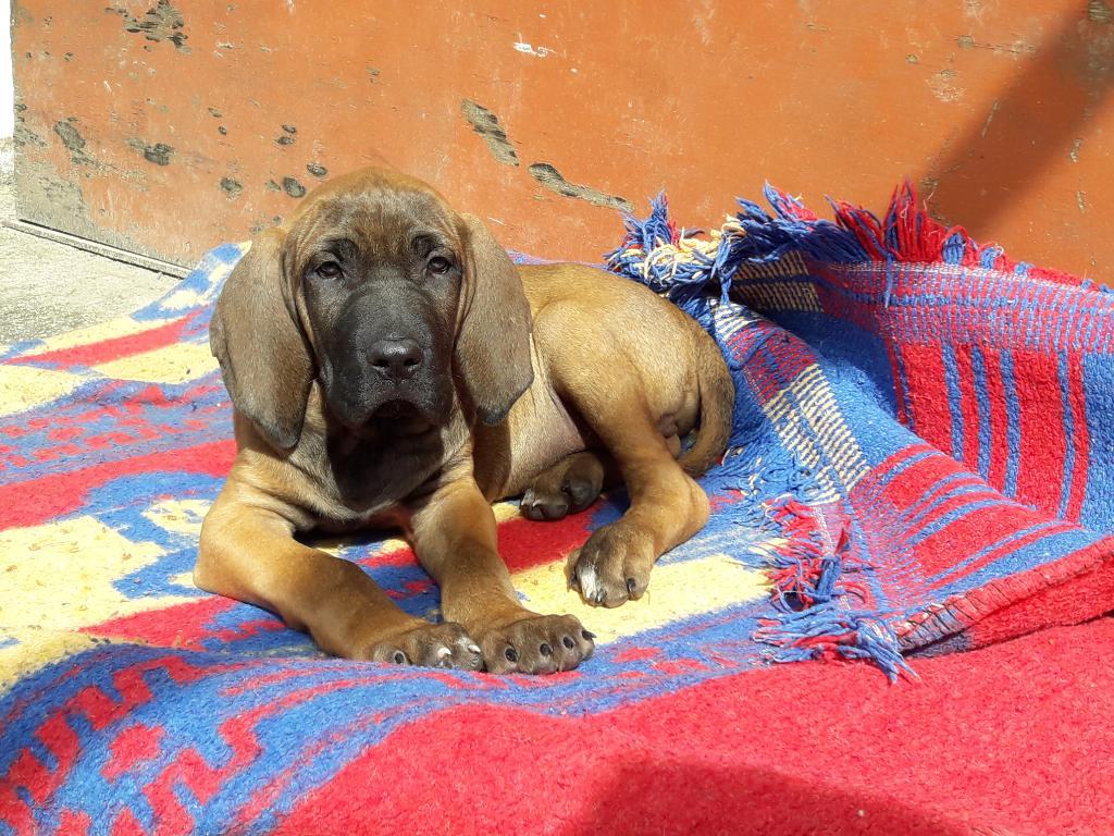 Venta de Cachorros Fila Brasilero