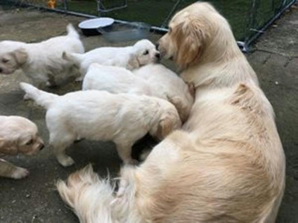 Venta de Cachorros Golden Retrievers