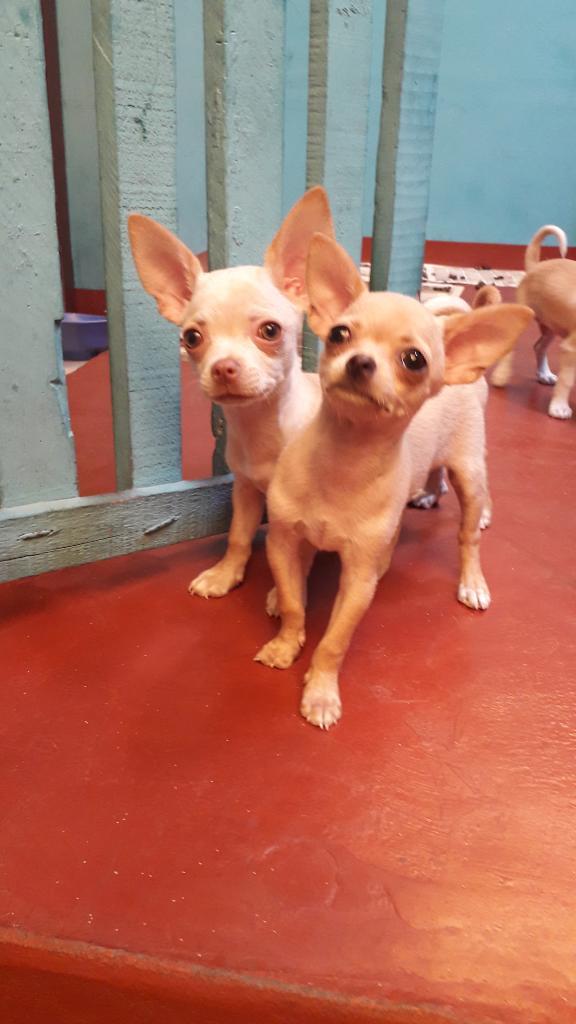 Venta de Chihuahuas