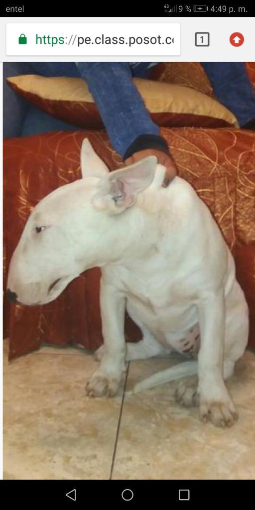 X Viaje Urgente Vendo Bull de 6 Meses