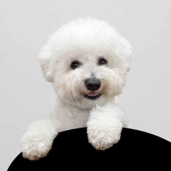 bichon frise cachorritos macho y hembra