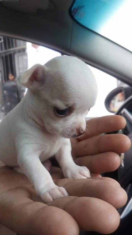 chihuahua mini toy