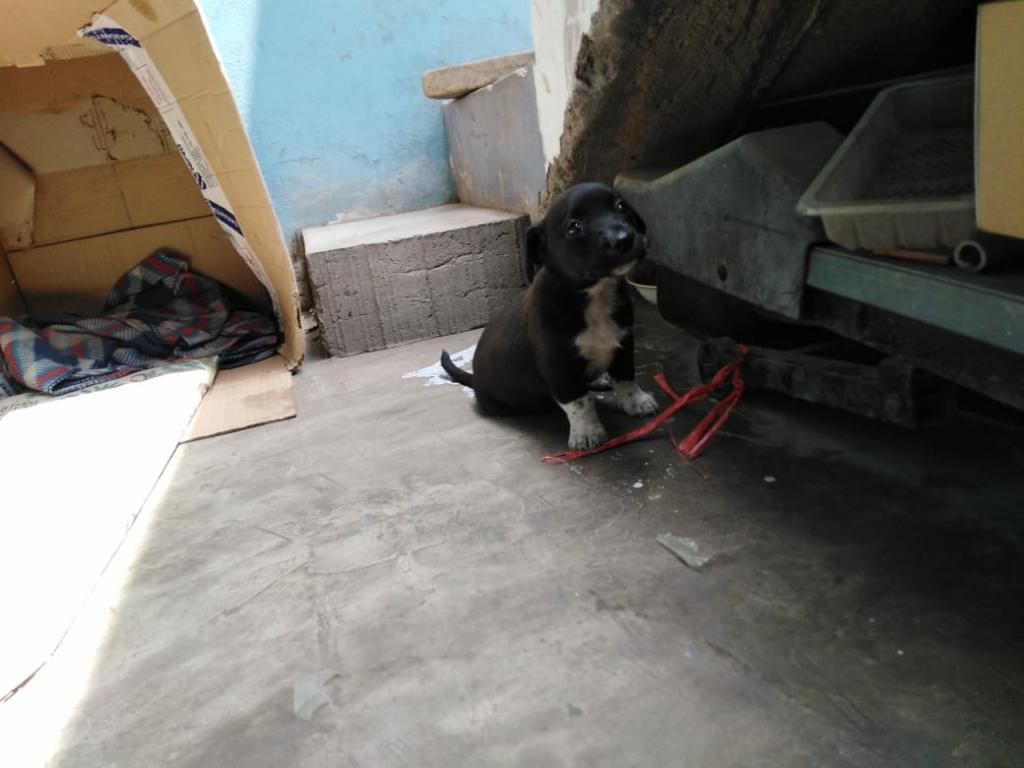 en Adopcion Hembra 2 Meses