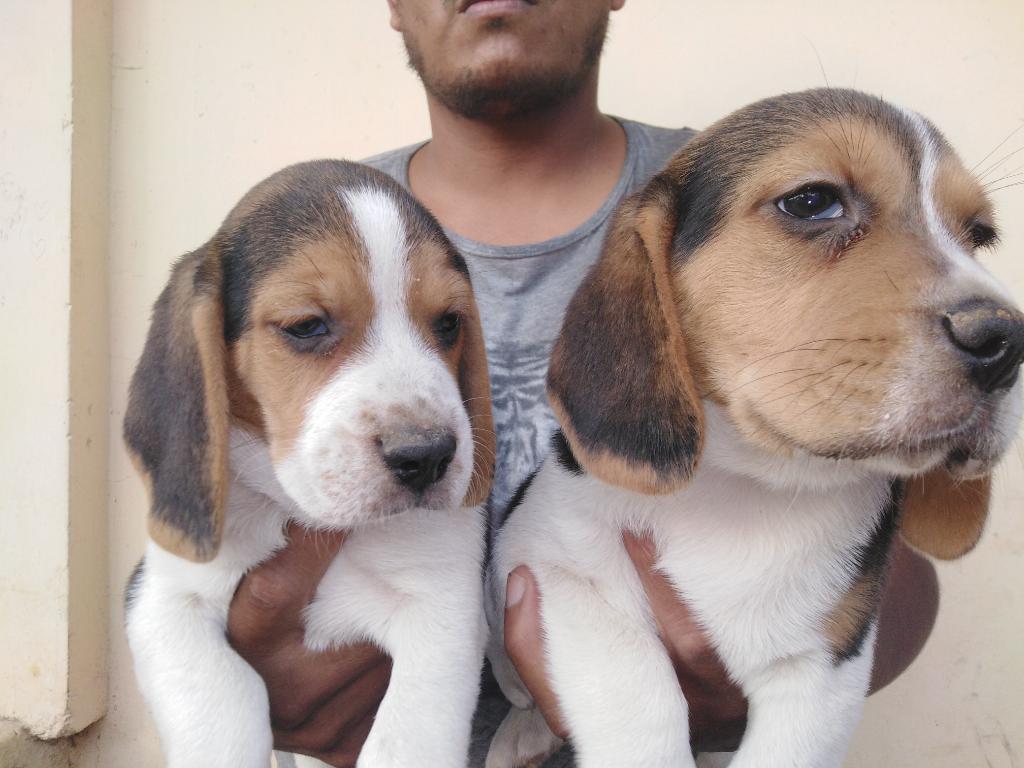 lindos cachorros beagles de tricolor de 13 pulgadas