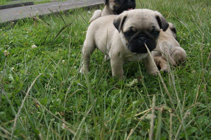 pug carlino