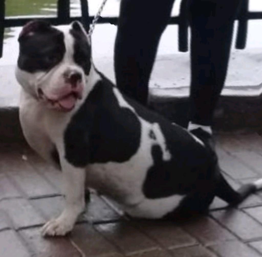 American Bully