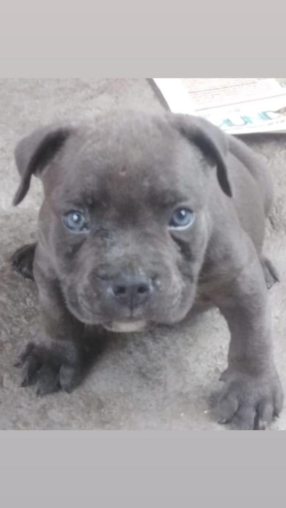 American Bully Hembra Y Macho