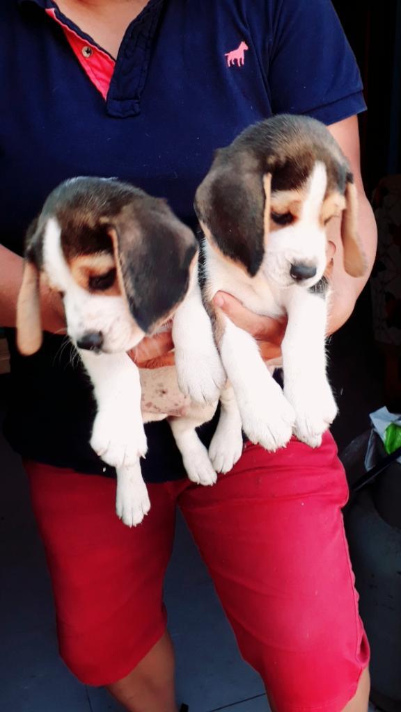 Beagles