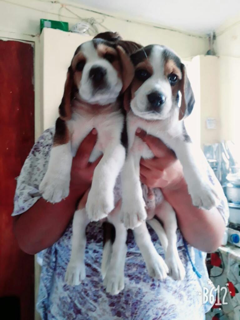 Beagles