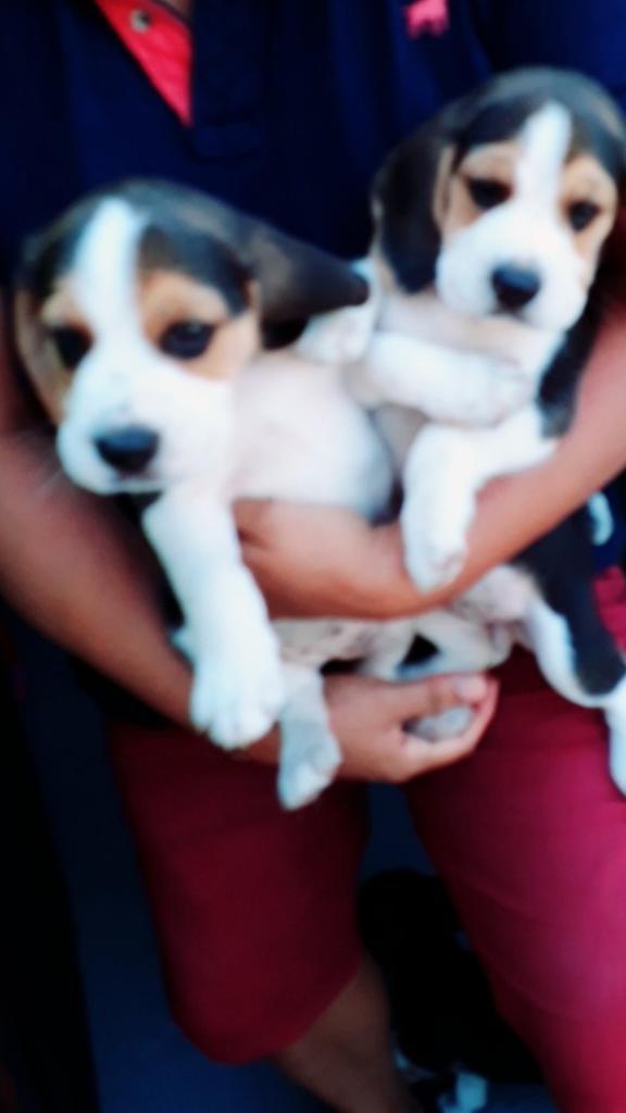 Beagles