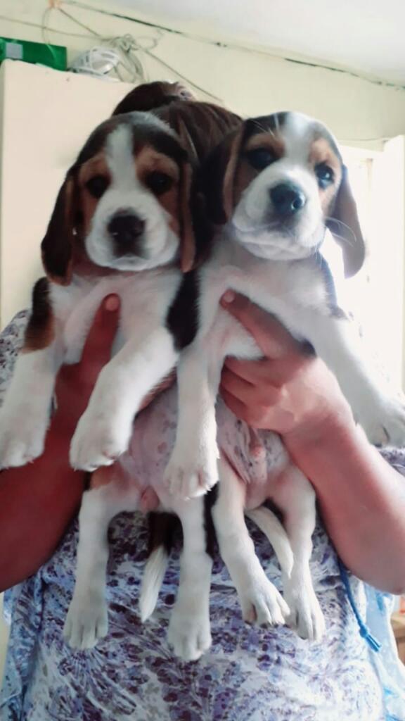 Beagles