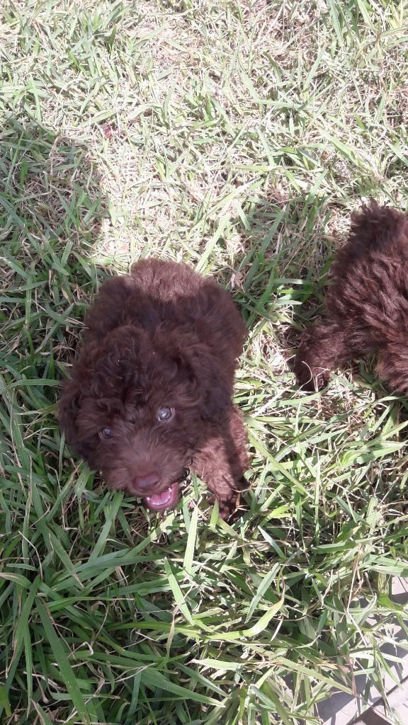 Bellos Poodles Marrones